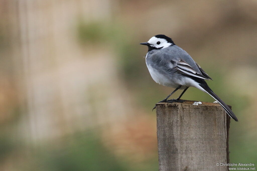 White Wagtailadult