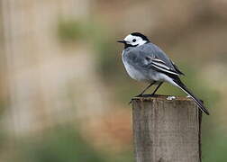 White Wagtail