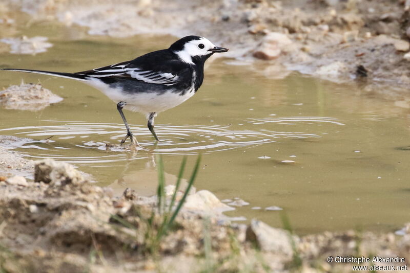 White Wagtailadult