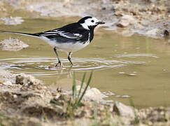 White Wagtail