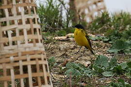 Western Yellow Wagtail