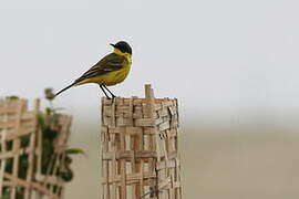 Western Yellow Wagtail