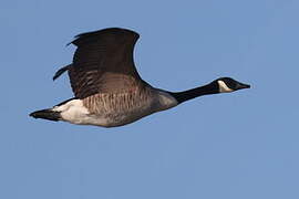 Canada Goose