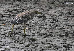 Black-crowned Night Heron