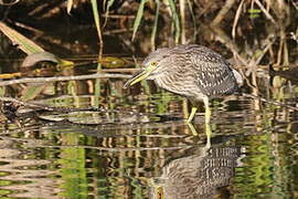 Black-crowned Night Heron