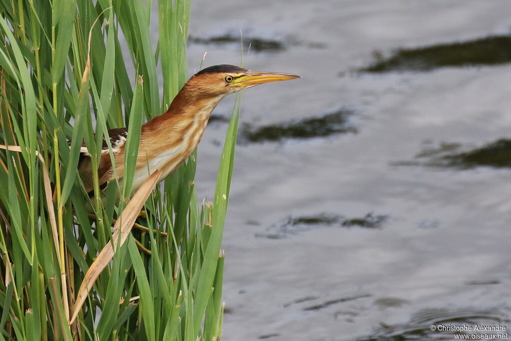 Little Bittern female adult