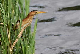 Little Bittern