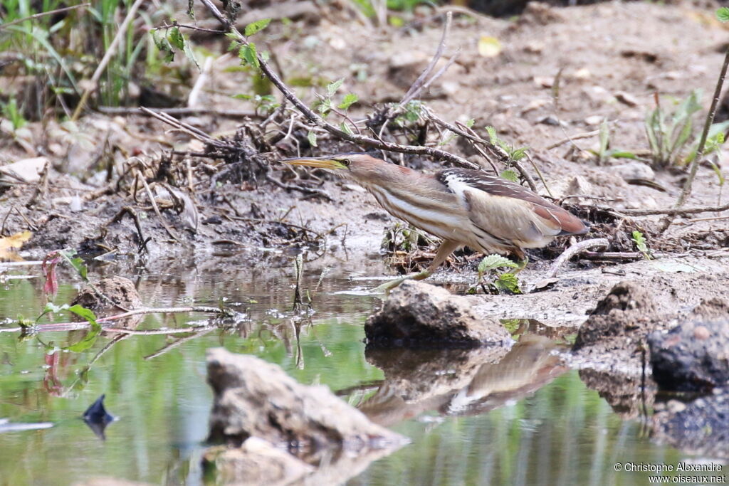 Little Bittern female adult