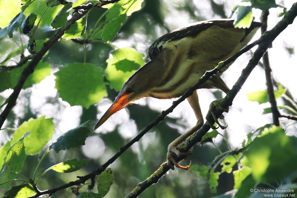 Little Bittern female adult