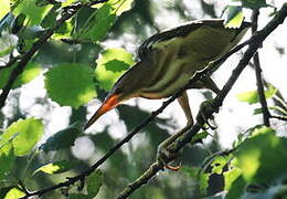 Little Bittern