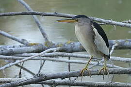 Little Bittern