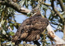 European Honey Buzzard