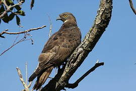 European Honey Buzzard