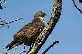 European Honey Buzzard