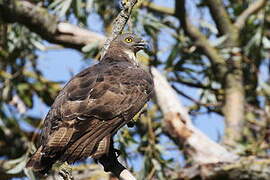 European Honey Buzzard