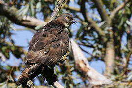 European Honey Buzzard