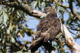 European Honey Buzzard