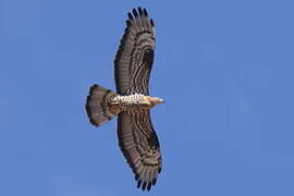 European Honey Buzzard