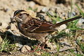 Bruant à gorge blanche