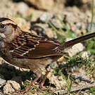Bruant à gorge blanche