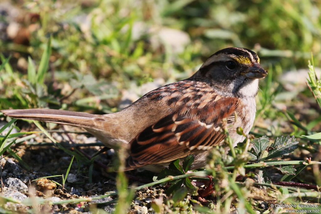 White-throated Sparrowadult