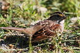 Bruant à gorge blanche