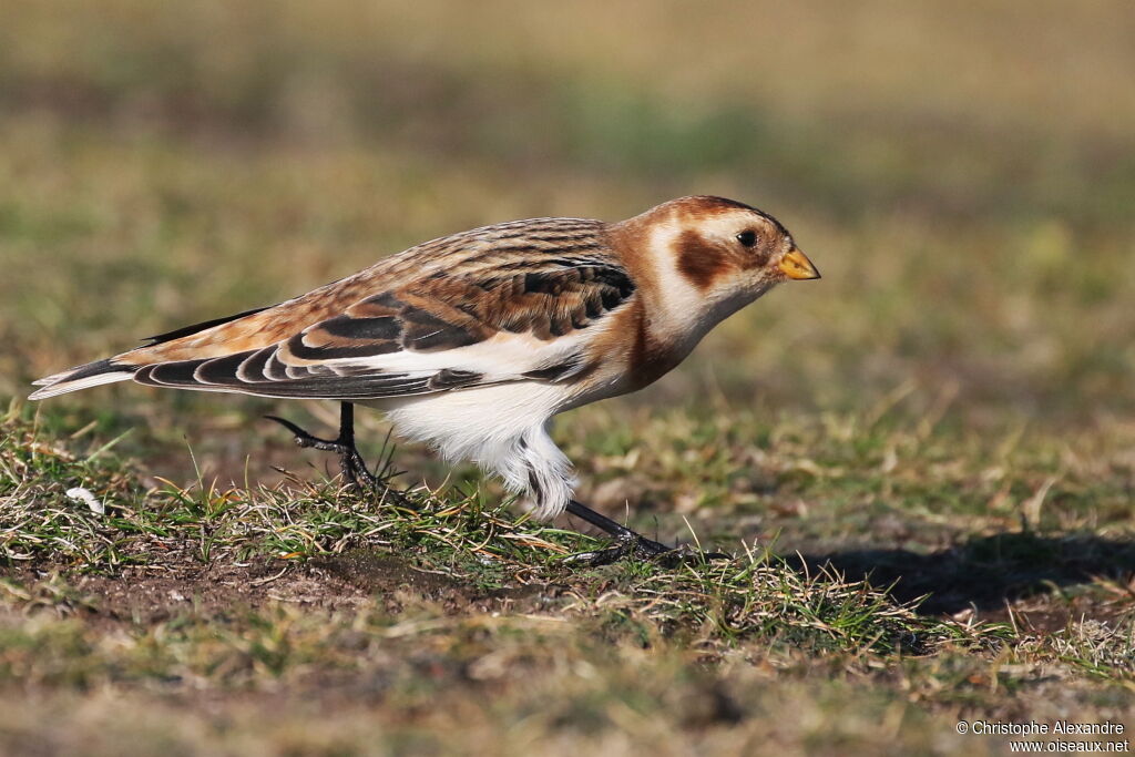 Snow Bunting male adult post breeding, identification