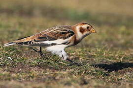 Snow Bunting