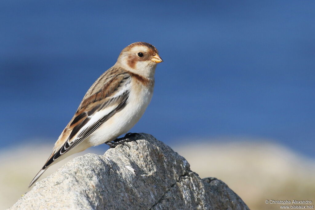 Snow Bunting male adult