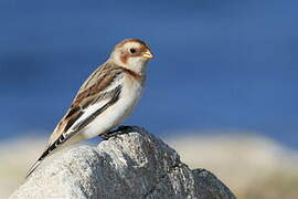 Snow Bunting