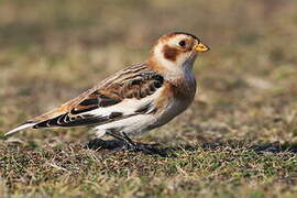 Snow Bunting