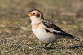 Snow Bunting