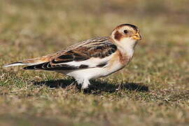 Snow Bunting