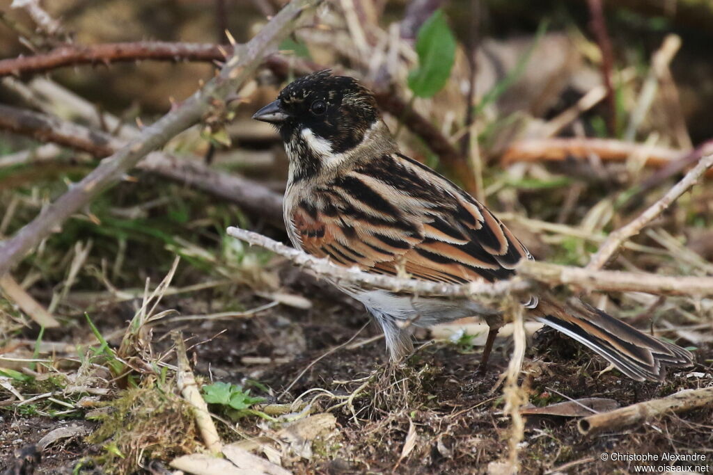 Common Reed Bunting male adult