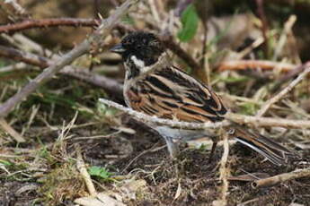 Bruant des roseaux