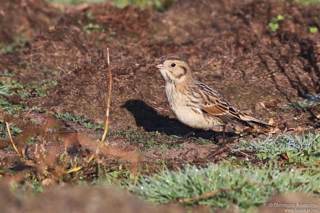 Lapland Longspuradult post breeding