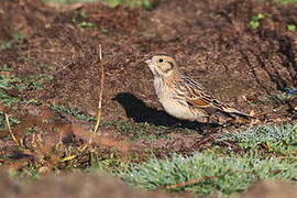 Lapland Longspur