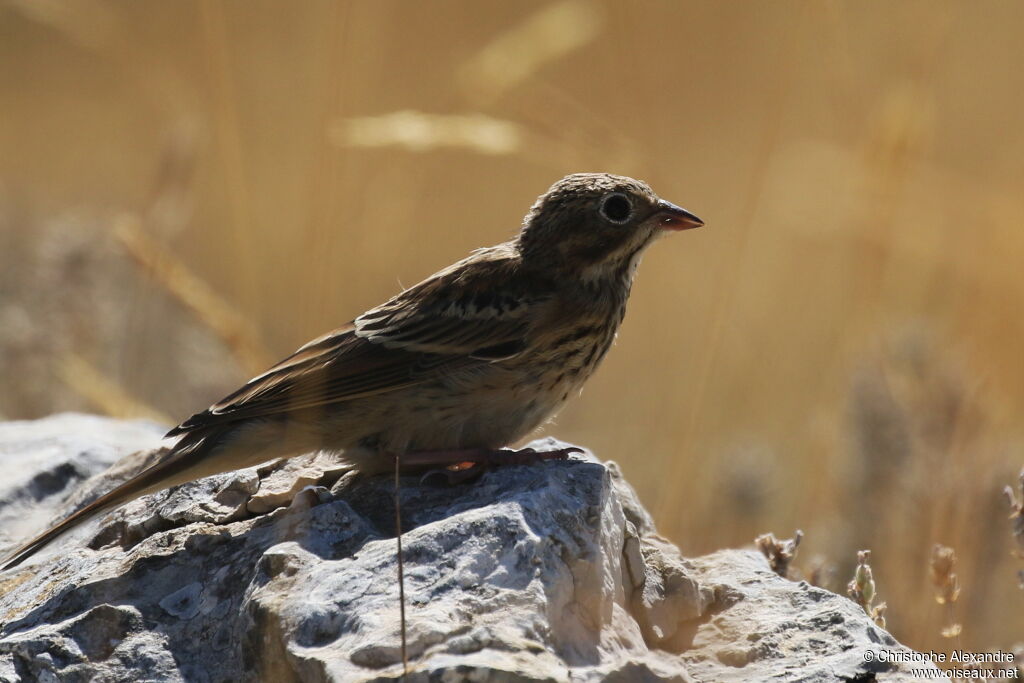 Ortolan BuntingFirst year