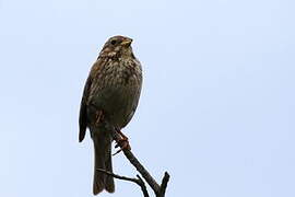 Corn Bunting