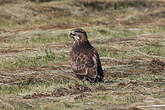Buse variable