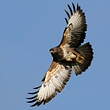 Buse variable