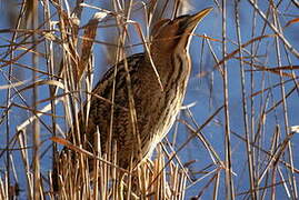 Eurasian Bittern