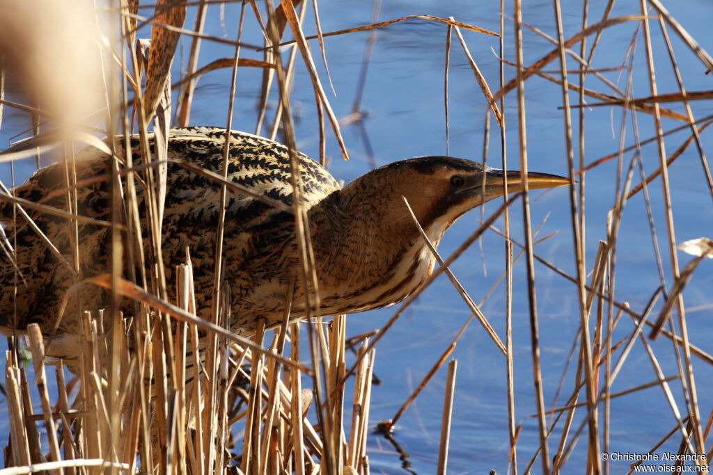 Eurasian Bitternadult