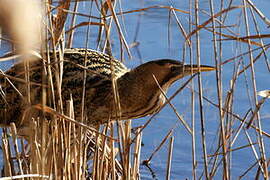 Eurasian Bittern