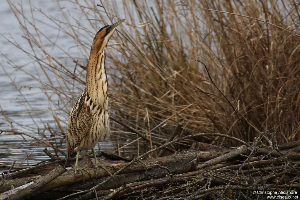 Eurasian Bitternadult