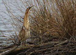 Eurasian Bittern