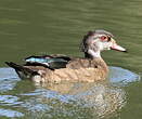 Canard carolin