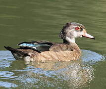 Canard carolin