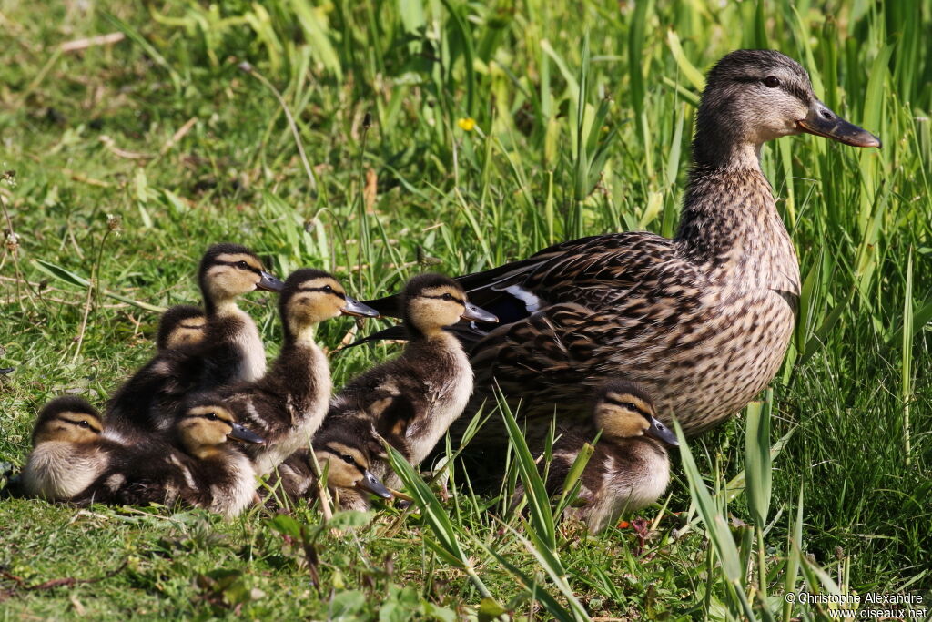 Canard colvert