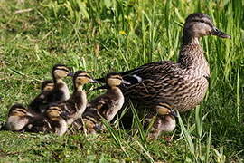 Canard colvert